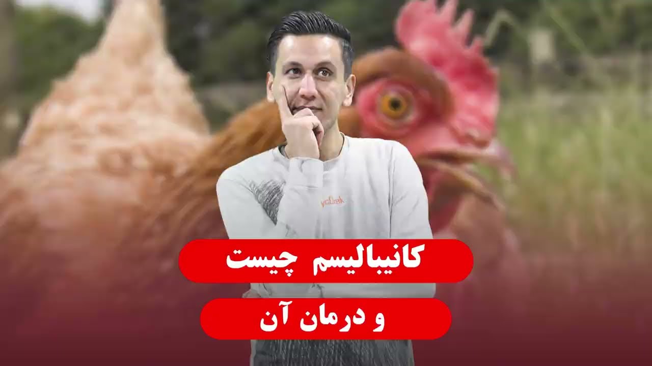 کانیبالیسم در مرغ و خروس چیست ؟ | راه های جلوگیری و درمان