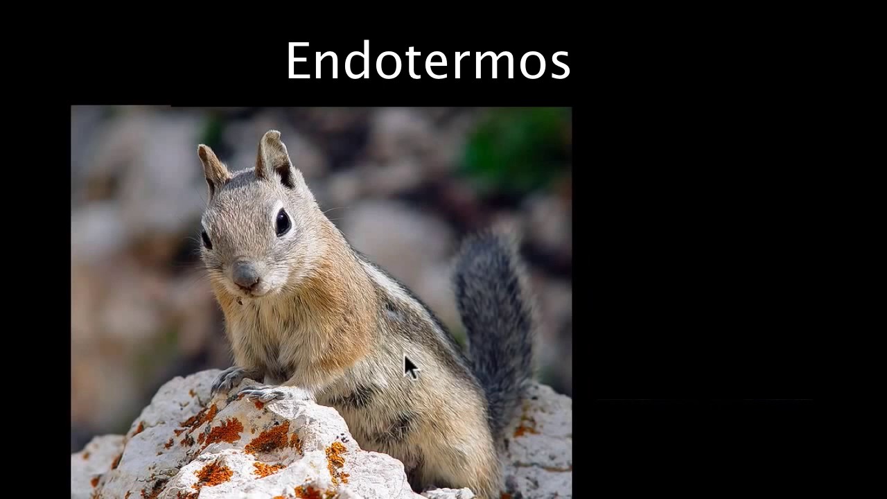 Termorregulaci&oacute;n | Biolog&iacute;a | Khan Academy en Espa&ntilde;ol