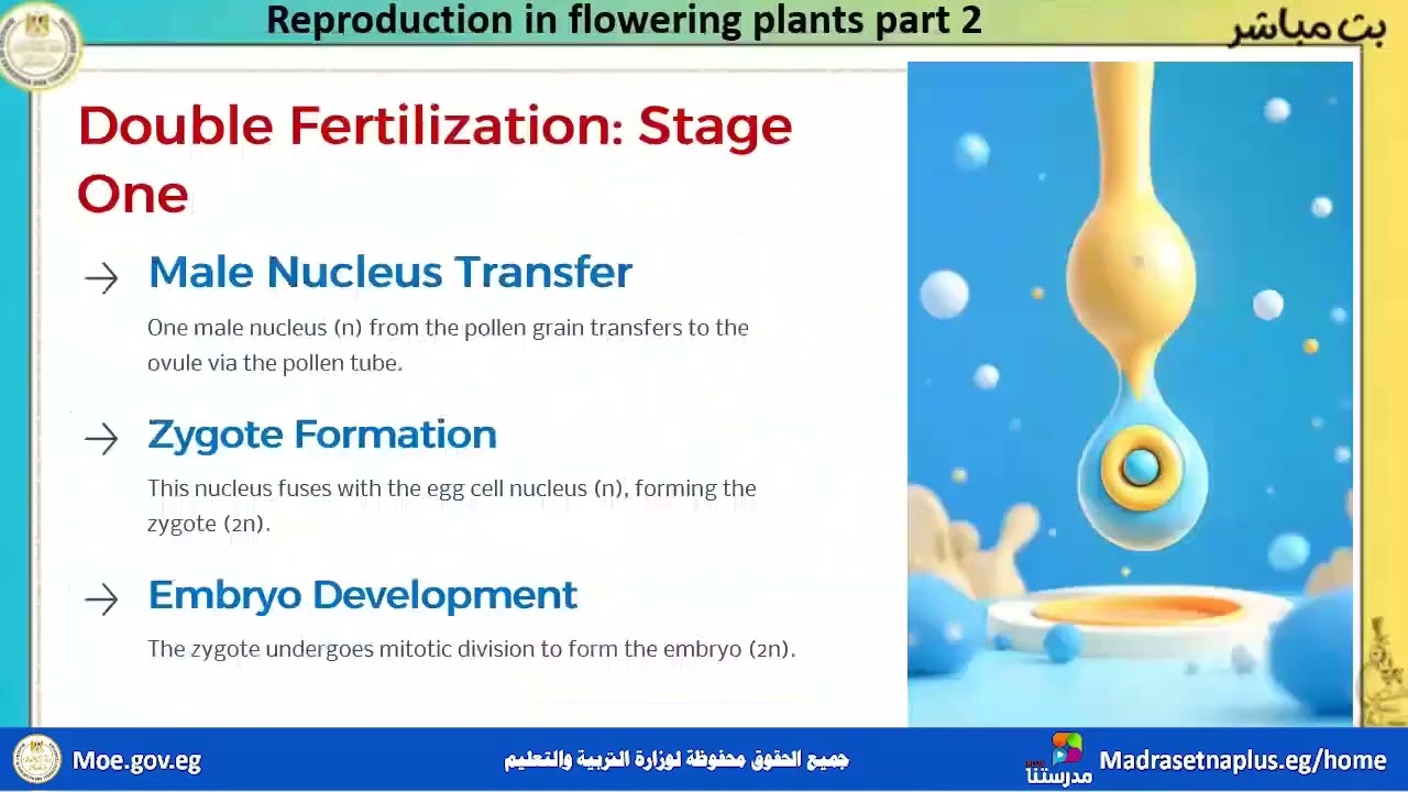 Biology  secondary three  Reproduction in flowering plants part 2  2025 2026