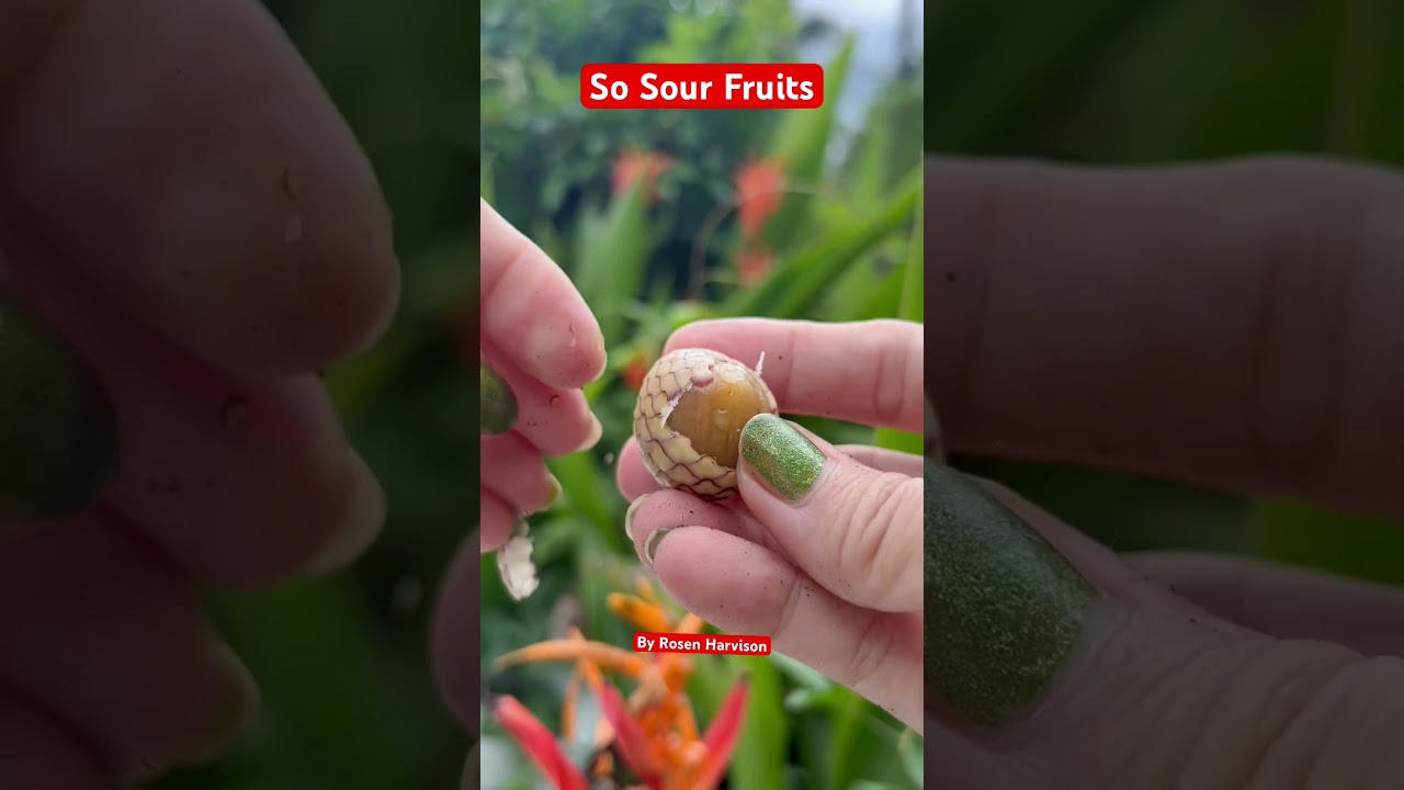 #sourfruits  #rattan #satisfying #skinfruit #asmr #shortvideo
