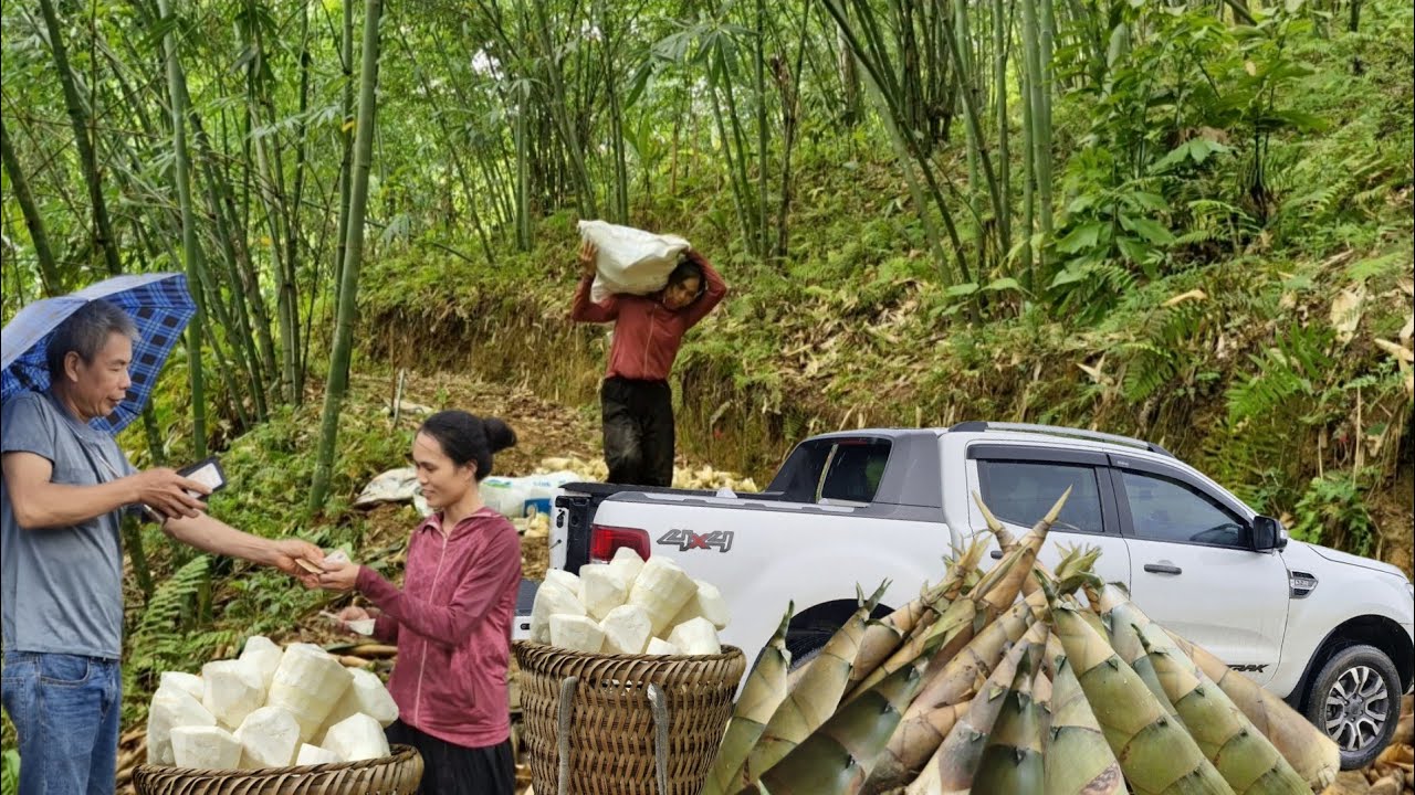 I harvested bamboo shoots and earned $500 in just one day.