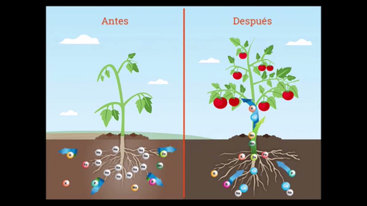 FUNCION DE LOS NUTRIENTES EN LAS PLANTAS