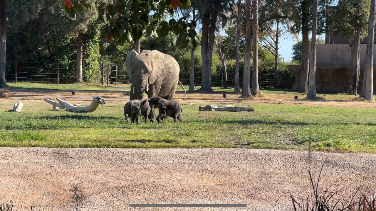 Baby Elephants at the Fresno Chaffee Zoo!
