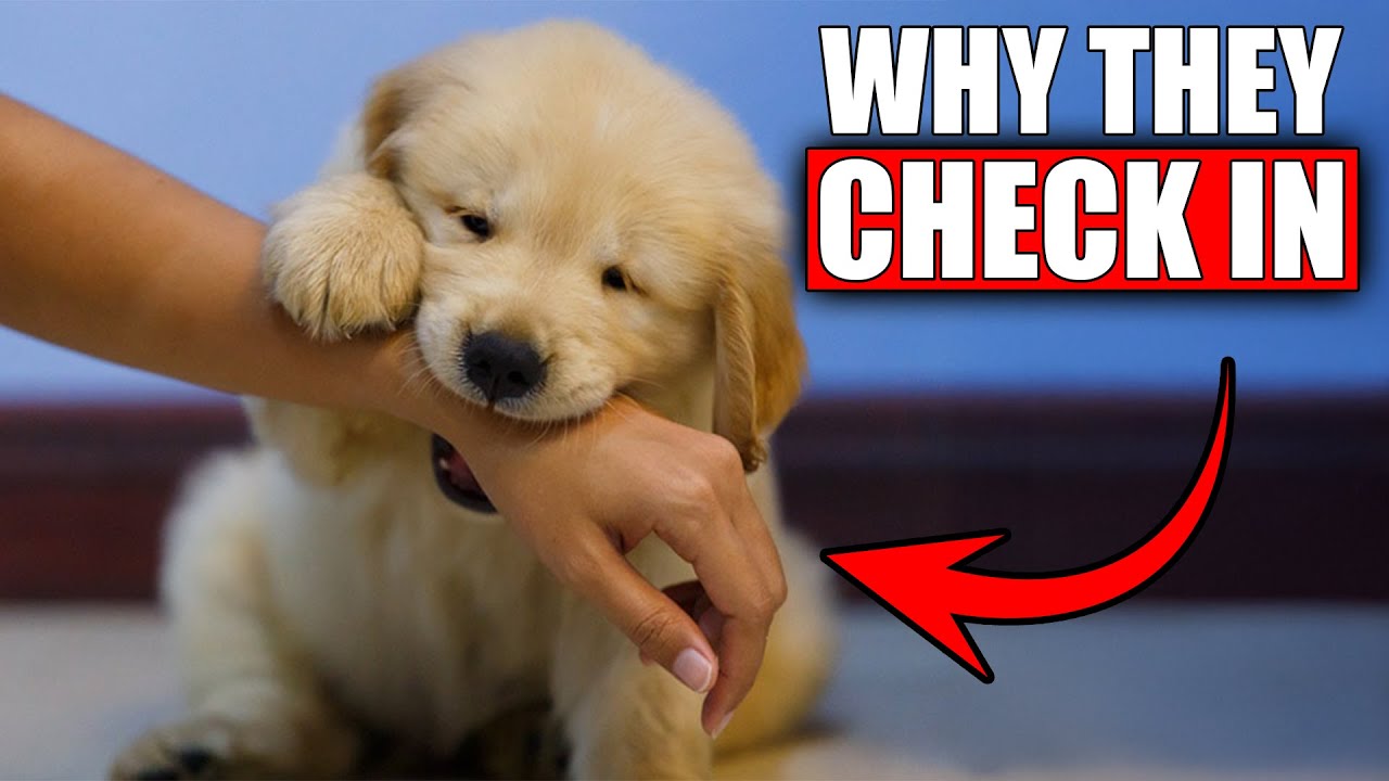 Why Golden Retrievers Suddenly ‘Check In’ With You During Play