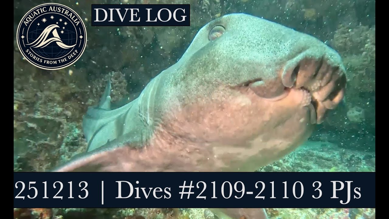 251213 | DIVE LOGS # 2109-2110 - Rottnest Is. - 3 Port Jackson Sharks | Scuba Diving WA