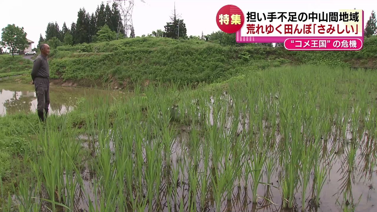 【特集】コメ農家が激減 「魚沼の農家は“絶滅危惧種”に…」 担い手不足で荒れゆく田んぼ 《新潟》
