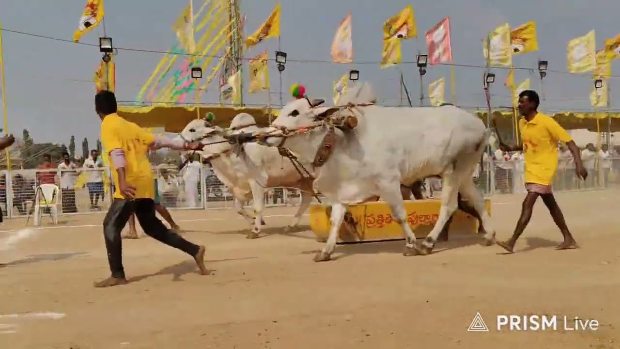 చిలకలూరిపేట టౌన్||న్యూ క్యాటగిరి విభాగం 15వ జత KV నాయుడు బ్రదర్ & మంగు రమాదేవి గారు 20-1-2026💥💥