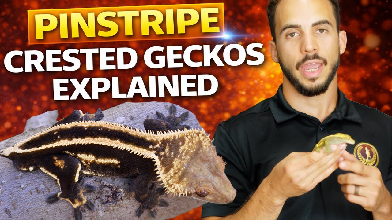 Pinstripe Crested Geckos Explained: Morph & History