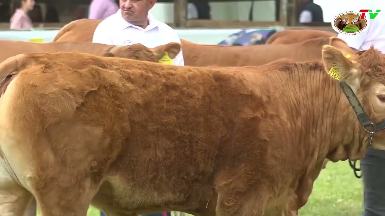 08./2024. Alföldi Állattenyésztési és Mezőgazda Napok 2024, limousin és blonde d'Aquitaine verseny