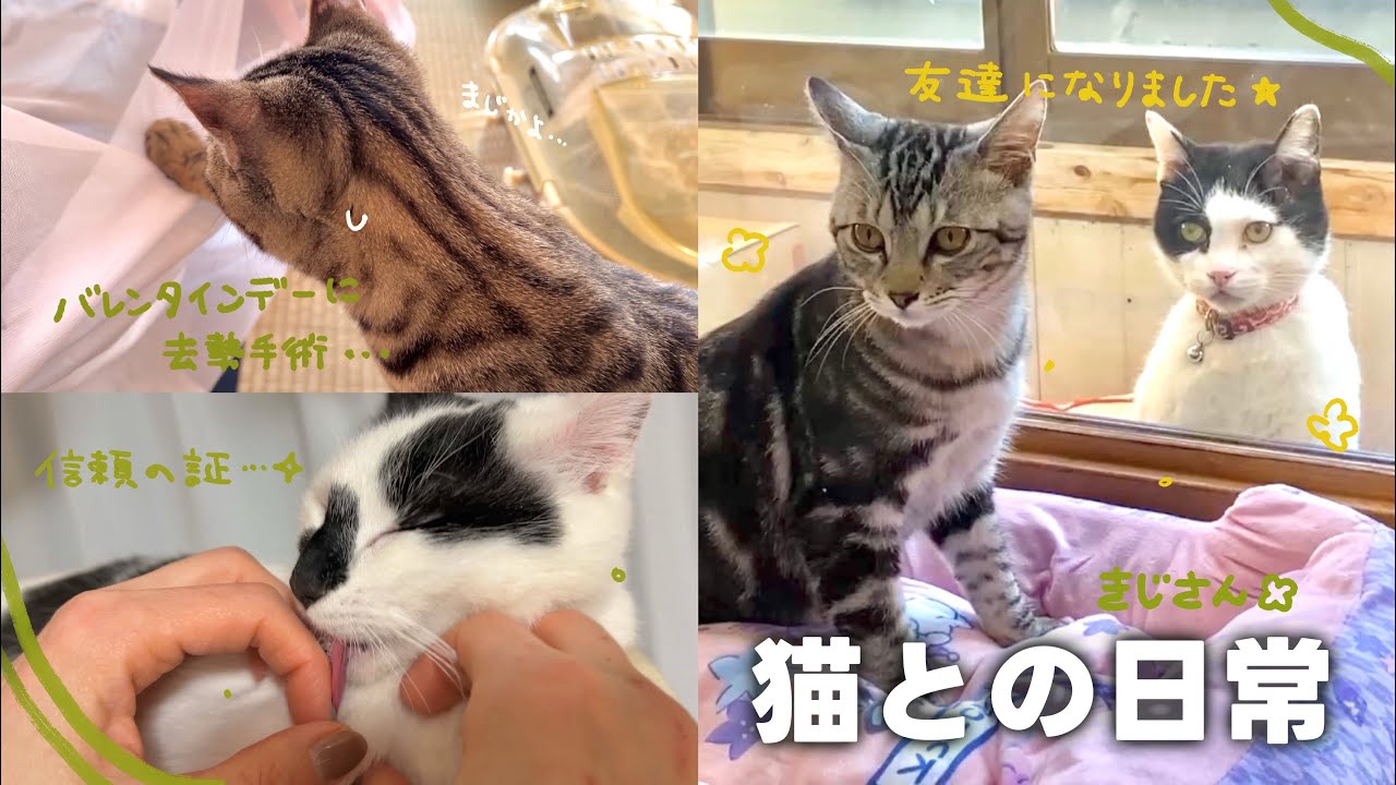 【ねことの日常Vlog】 バレンタインデーに去勢手術へ向かう兄弟…😭 ｶﾞﾝﾊﾞﾚ！  | 外猫ちゃんに猛アピールして友達になりました!?✨️ 【保護猫シェルター】