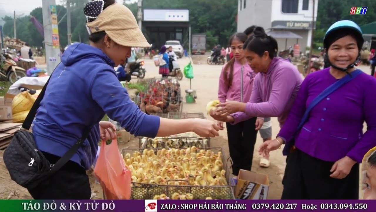 CHỢ PHIÊN TÂY BẮC NHỘN NHỊP – VĨNH YÊN, BẢO YÊN | Văn Hóa Đặc Sắc Của Người Tày & H’Mông Vùng Cao