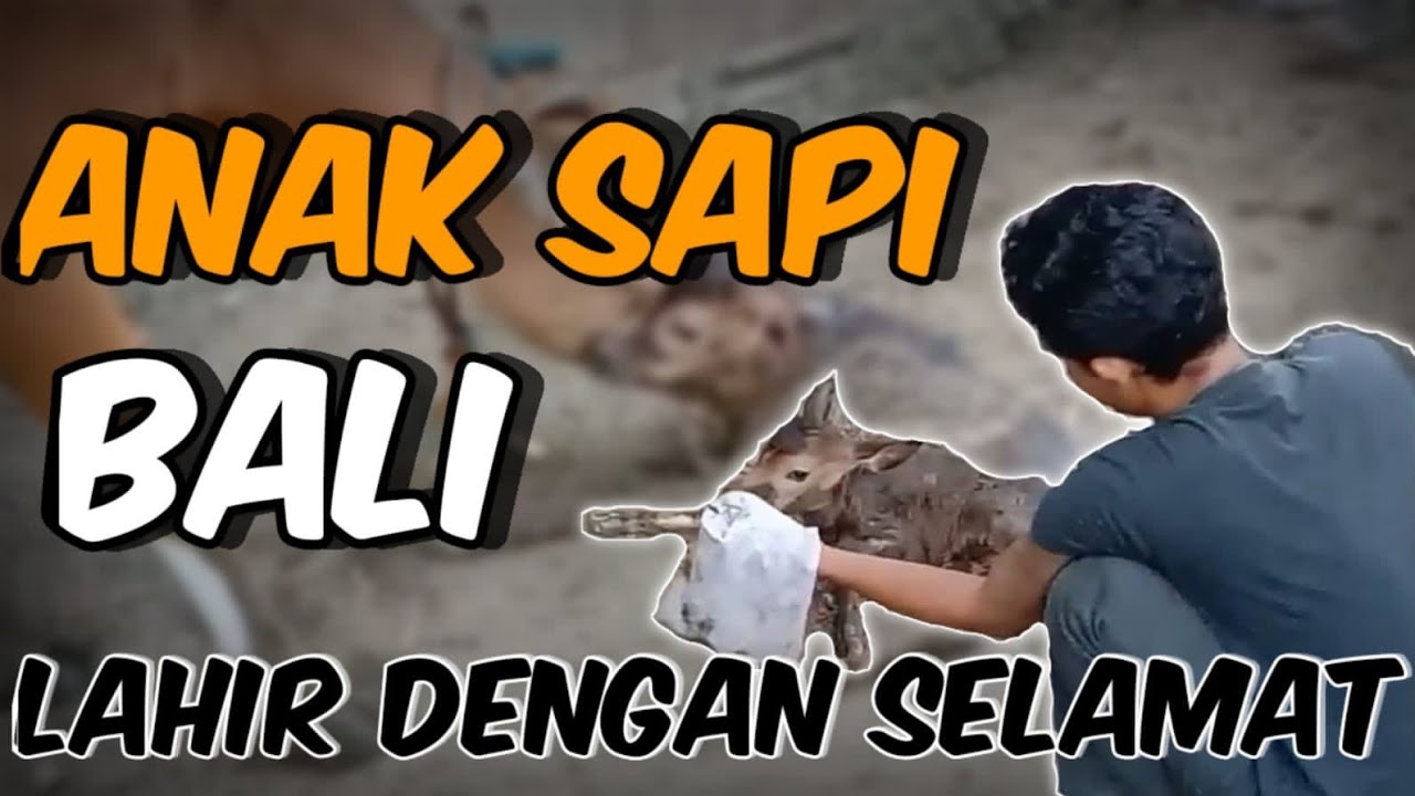 Sapi Bali Beranak Tanpa bantuan part-2