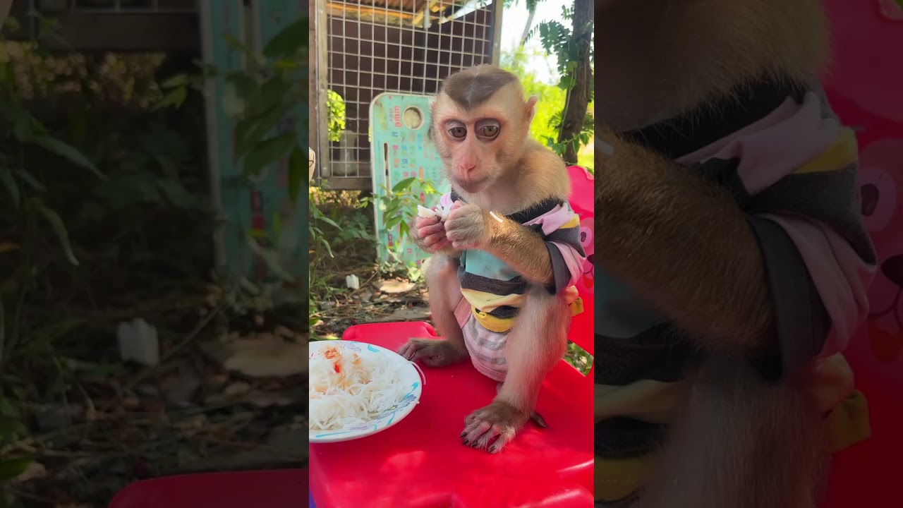 Monkey feels joy within hearts of caring humans ���� #LovingMonkey #HomeLove