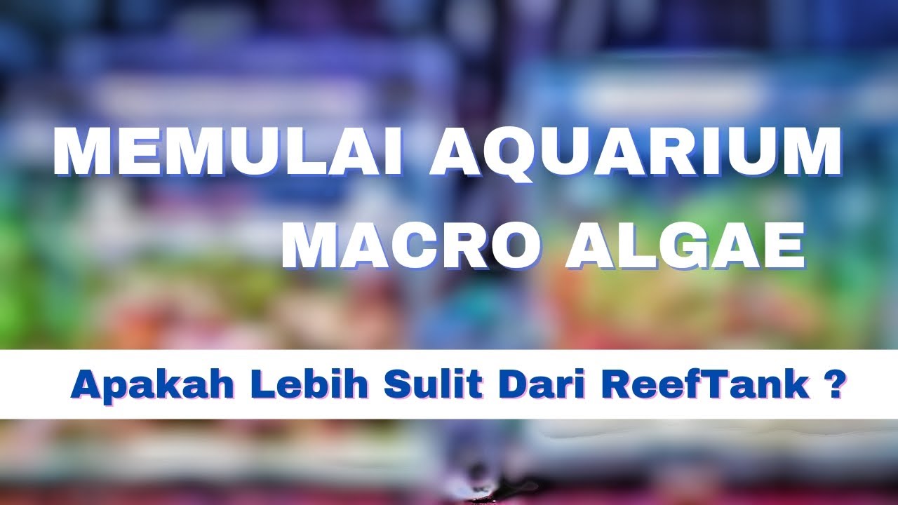 HOW TO START MACRO ALGAE TANK - MEMULAI AQUARIUM MACRO ALGAE (Bahasa Indonesia) #fish #fishtank