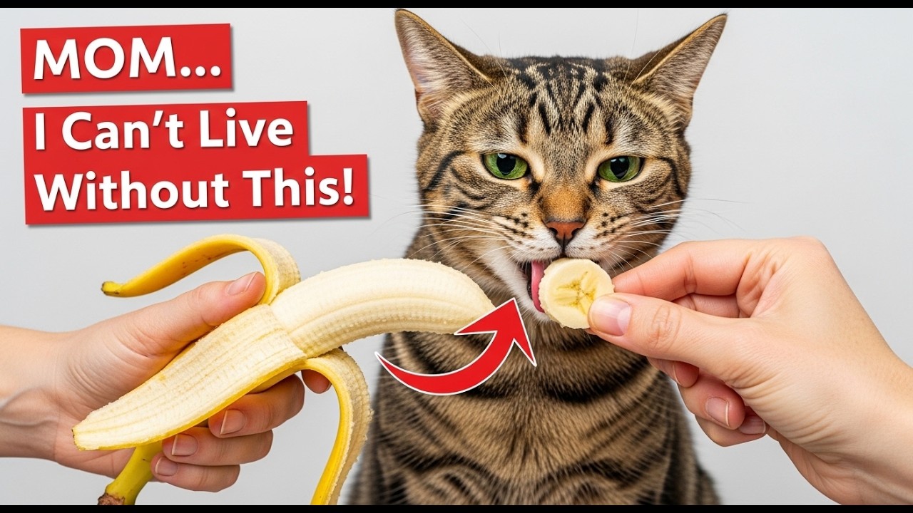 13 Human Foods That Make Your Cat Healthier (Vets Rarely Talk About #7!)