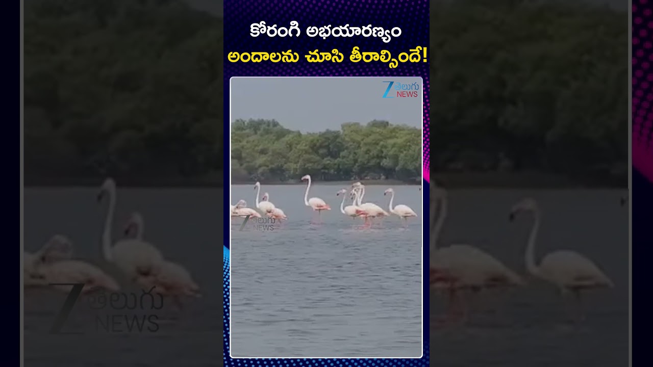 Coringa Mangrove Forest | Coringa Wildlife Sanctuary | Andhra Pradesh | Kakinada | ZEE Telugu News