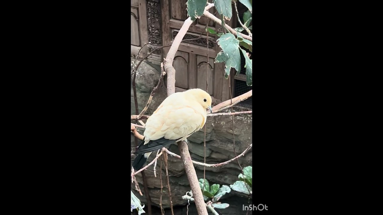 Bird Kingdom