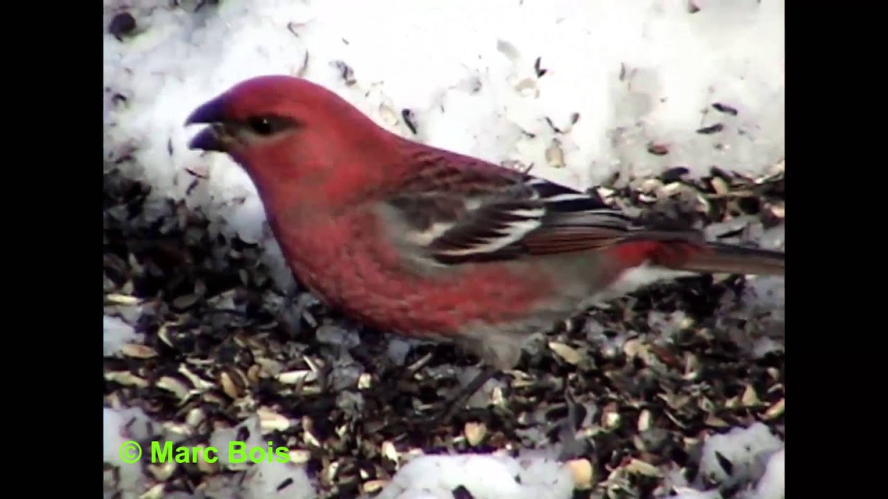 Durbec des sapins/Pine Grosbeak