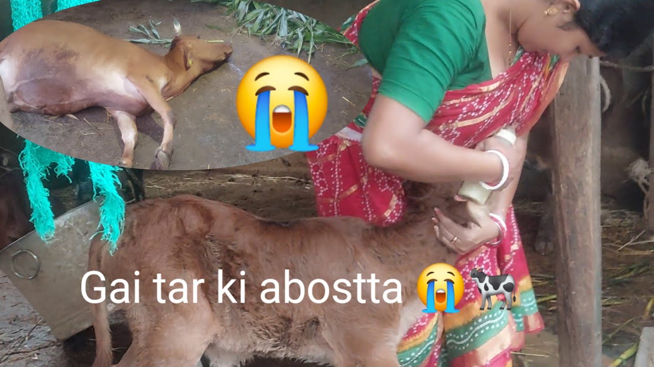 Hatat kare amar gai tar eto soril kharap holo 🐄😭😭@kalyani vlogs 