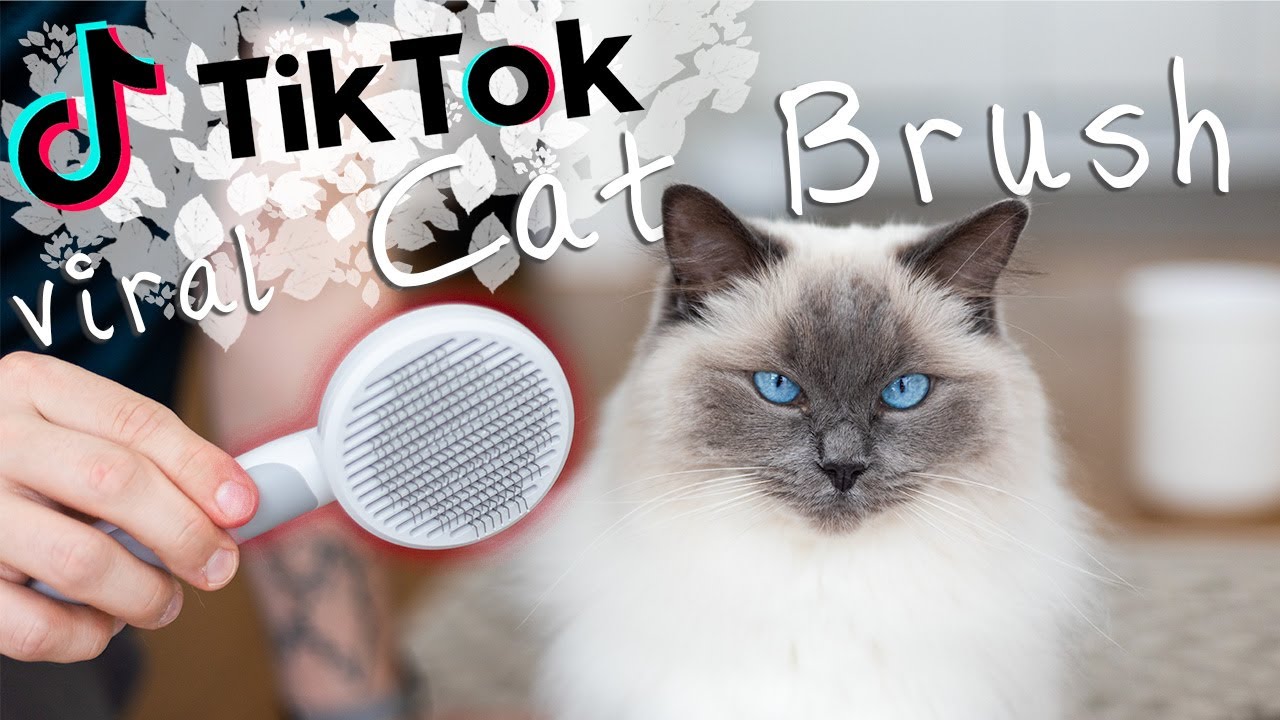 Testing VIRAL TikTok Cat brush | Ragdolls Pixie and Bluebell