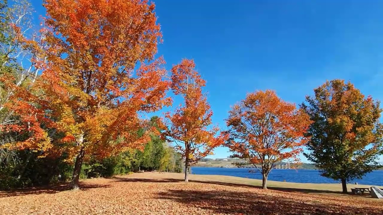 Cozy Autumn Ambience Wind in the Colorful Leaves (3 Hours)