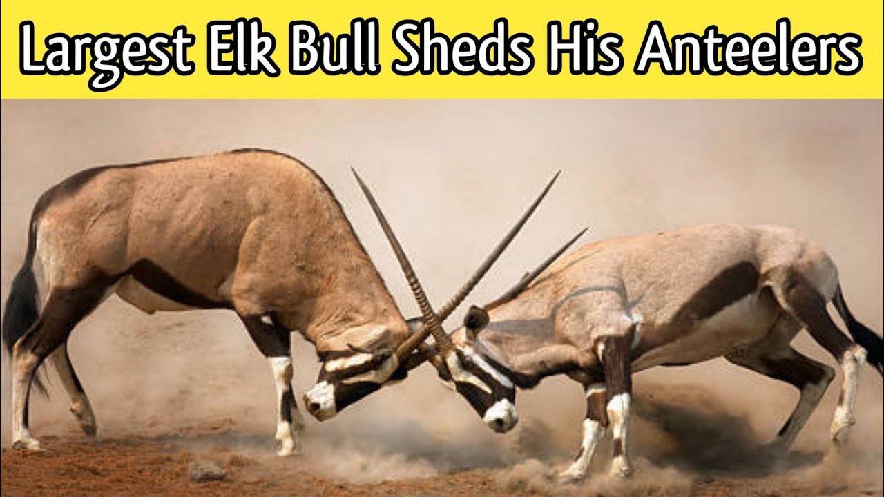 Largest Elk Bull Sheds His Antlers | Wild Fight Caught on Camera!