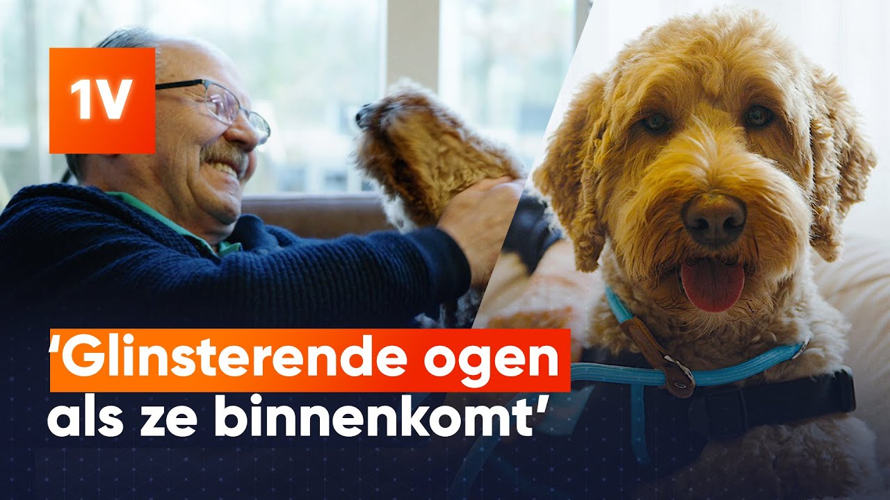Zo helpt hond Grietje mensen met dementie in dit verzorgingshuis