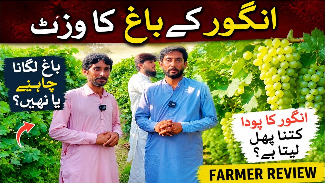 انگور کے باغ کا مکمل وزٹ | ایک پودا کتنا پھل دیتا ہے؟ | Grapes Farming in Pakistan | Farmer Review