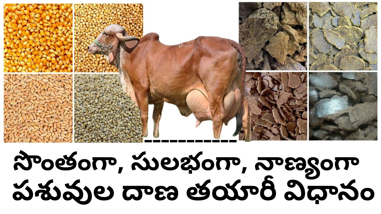 సొంతంగా సులభంగా నాణ్యంగా పశువుల దాణ తయారీ విధానం preparation of quality concentrate feed for dairy