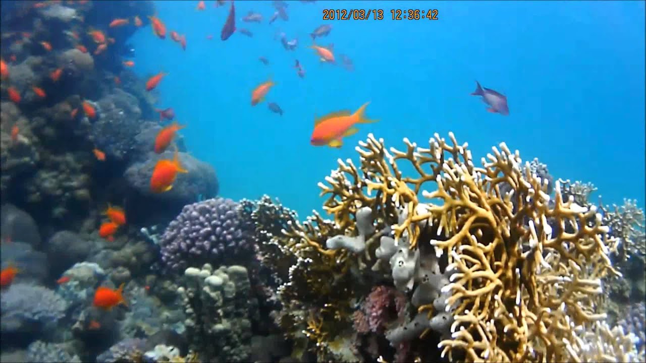 антиасы (Pseudanthias squamipinnis)