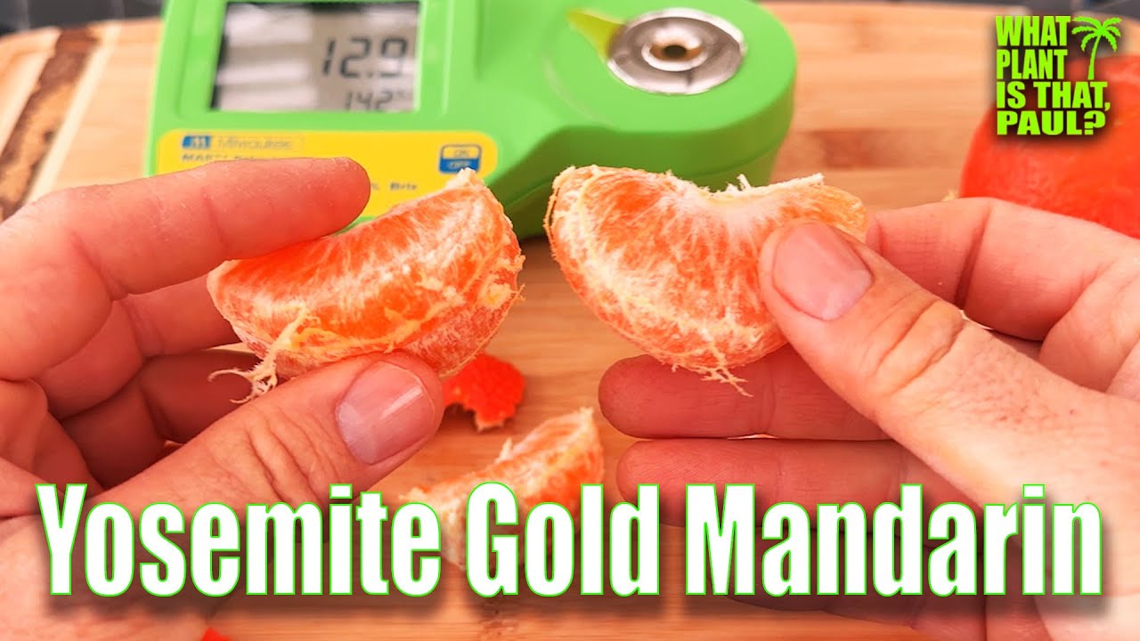 Yosemite Gold Mandarin TASTING and REVIEW / University of California Riverside citrus program