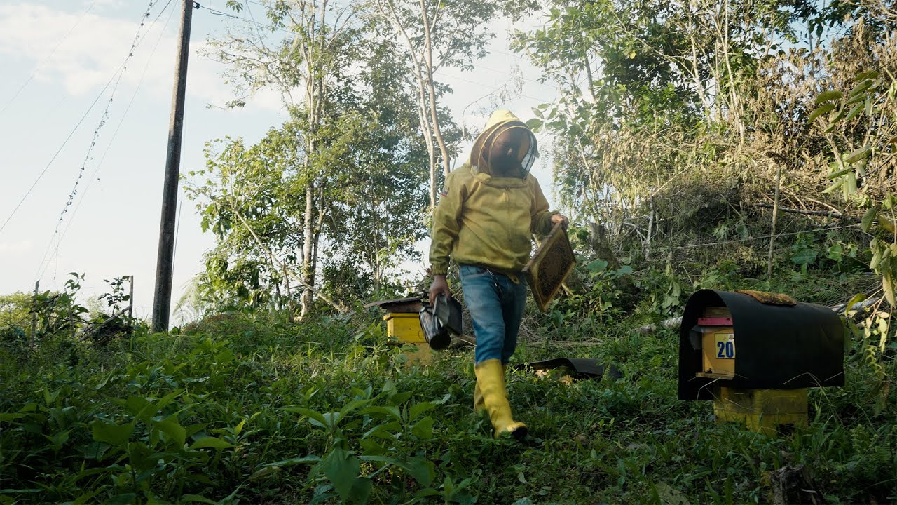 Inspeccioné núcleos en una encantadora comunidad cercana 🌄🐝