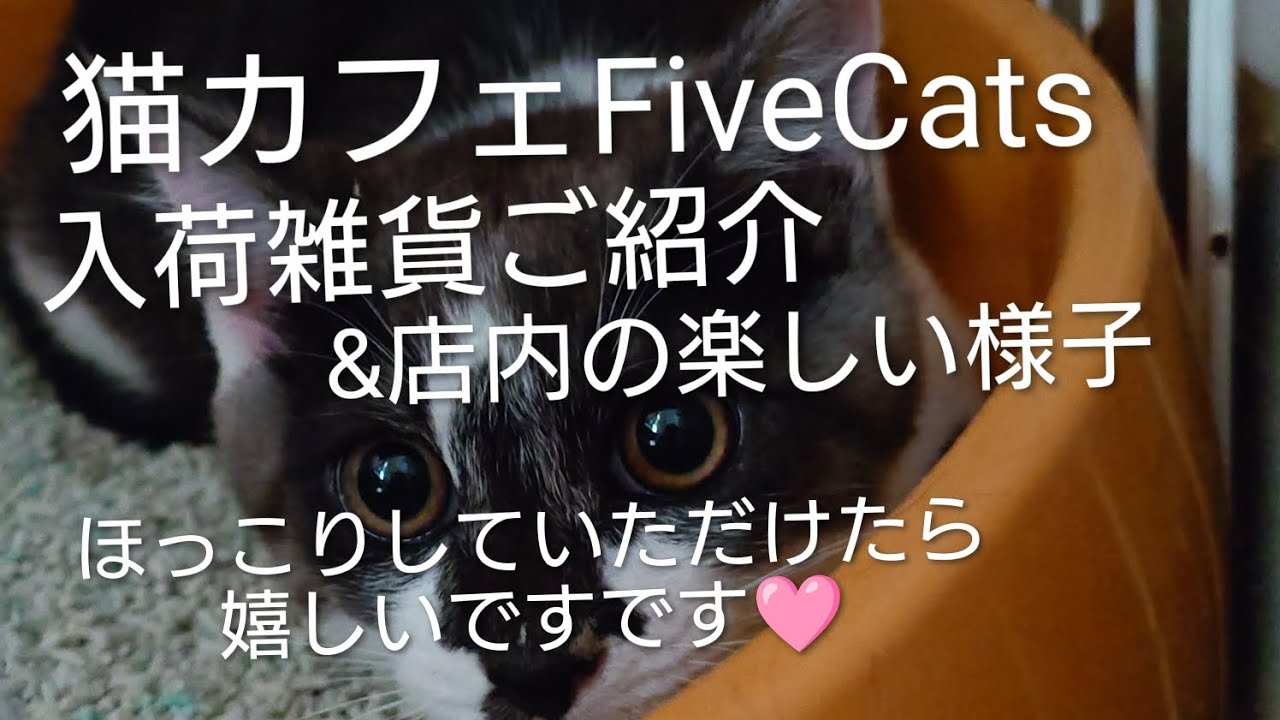 猫カフェFiveCats【ほっこりしていただけたら嬉しいです🩷】雑貨紹介&猫の日店内の様子😹