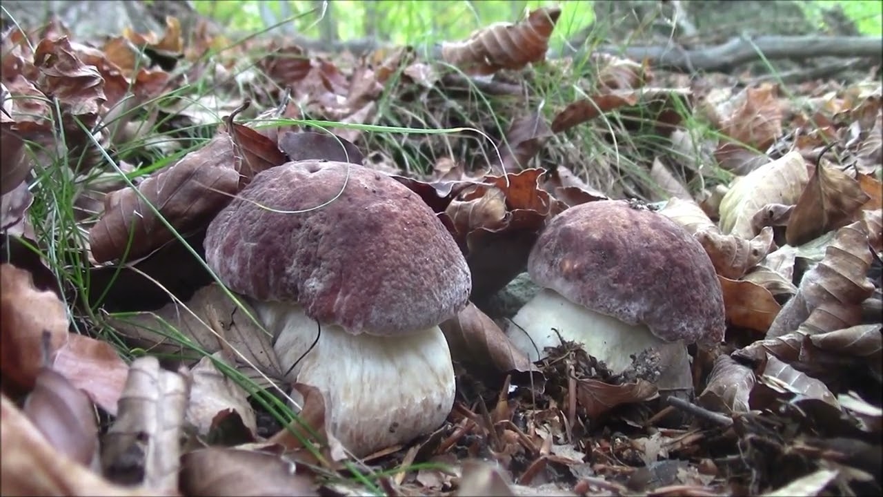 FUNGHI PORCINI 2022...il pandino sulla strada dei rossi