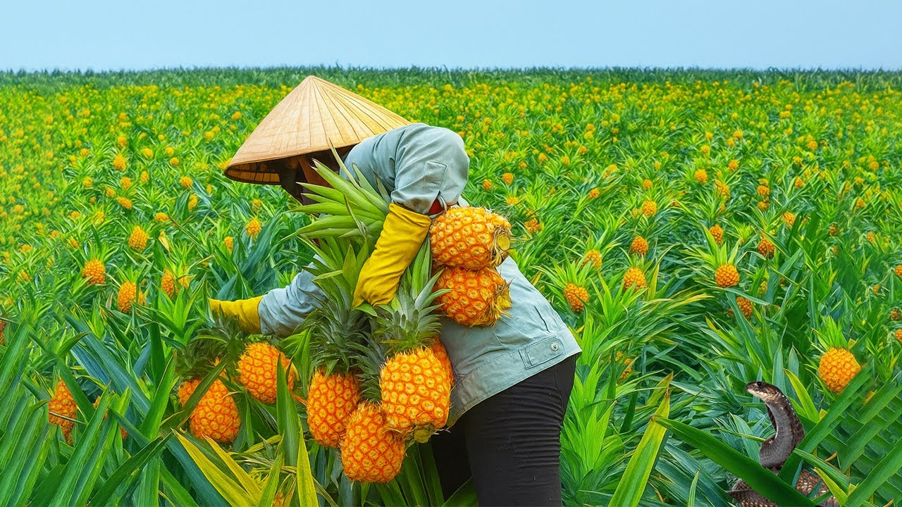 Harvesting Ripe Pineapples in Giant Farm &ndash; Shocking Discovery! | Tan Daily Life