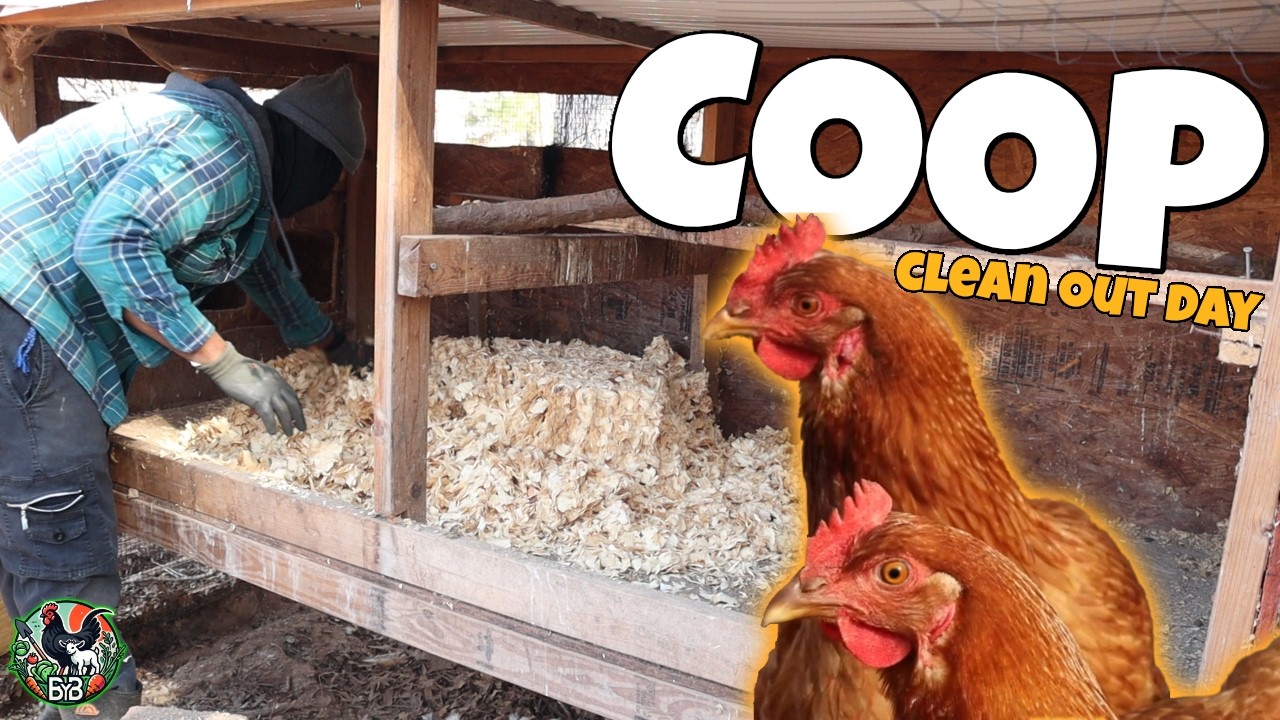 Chicken Coop Clean Out Day | Deep Litter Method & Composting on the Homestead