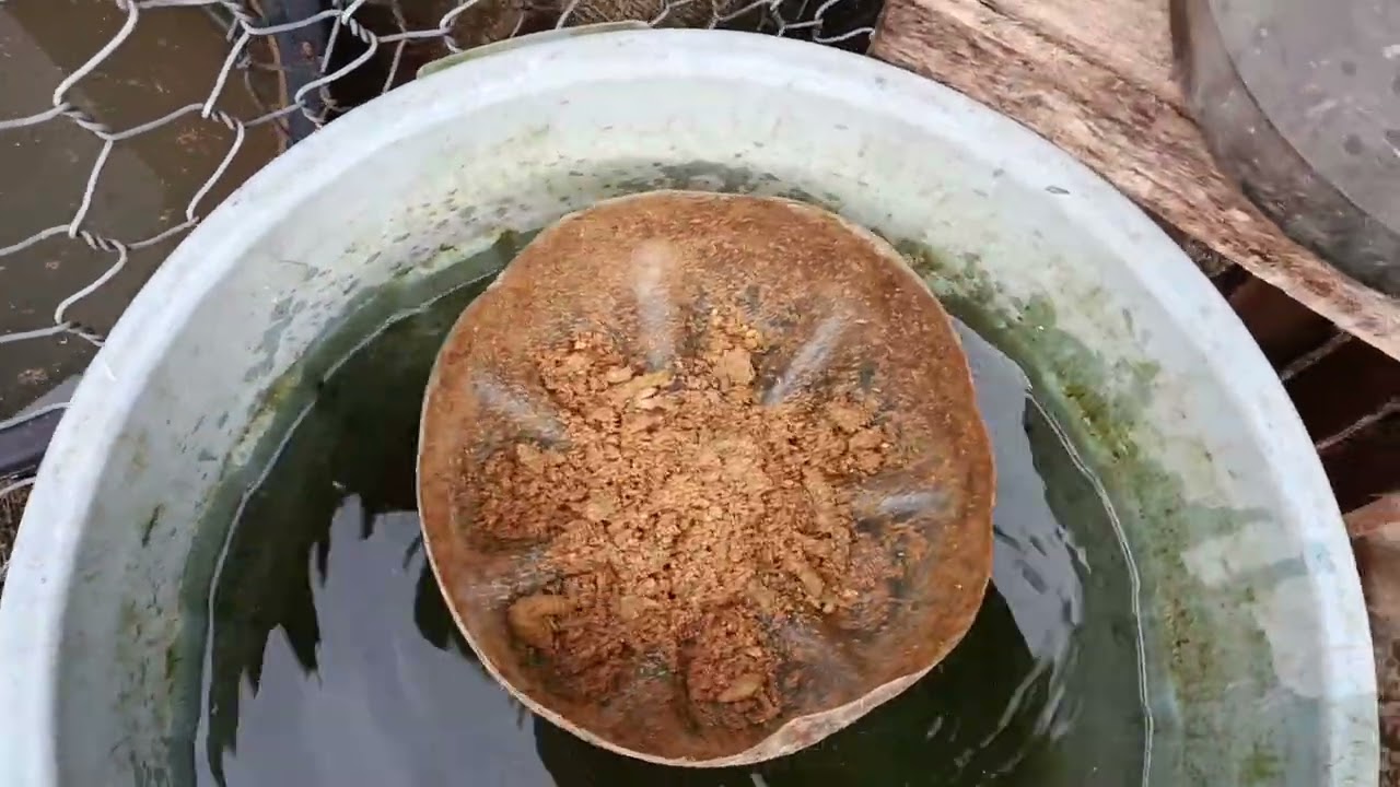 Racikan pakan hari ini 23/02/2026