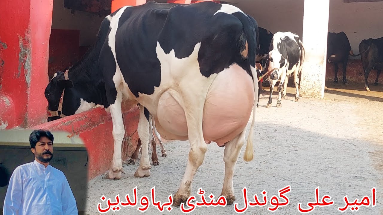 امیر گوندل منڈی بہاؤ الدین 7 گائیں برائے فروخت 20 نومبر 2024 karnana channel