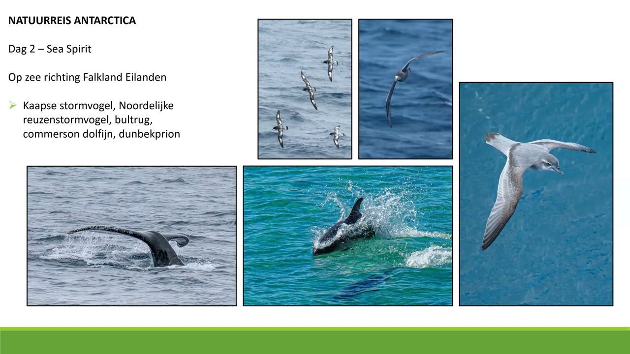 Presentatie Natuurreis Antarctica 2026/2027