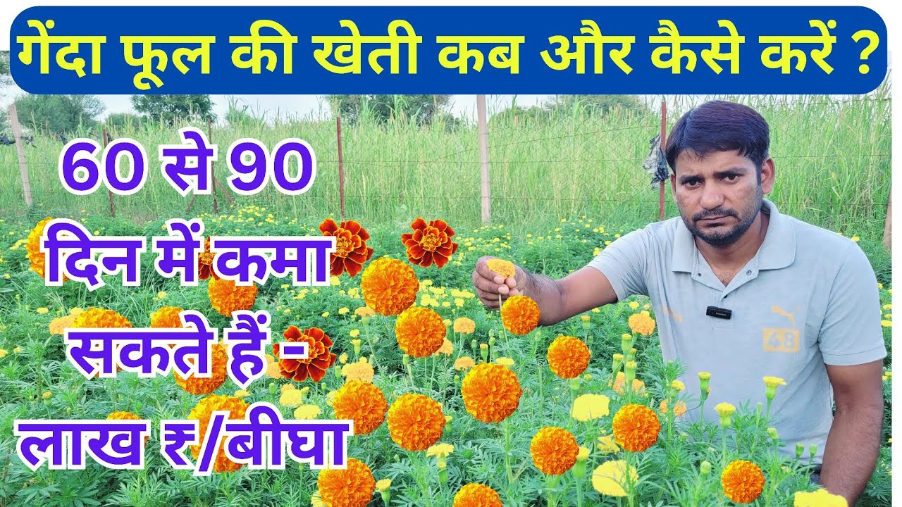 ये खेती करेगी किसान को मालामाल!! गेंदा के फूलों की खेती की सारी जानकारी इस वीडियो में।