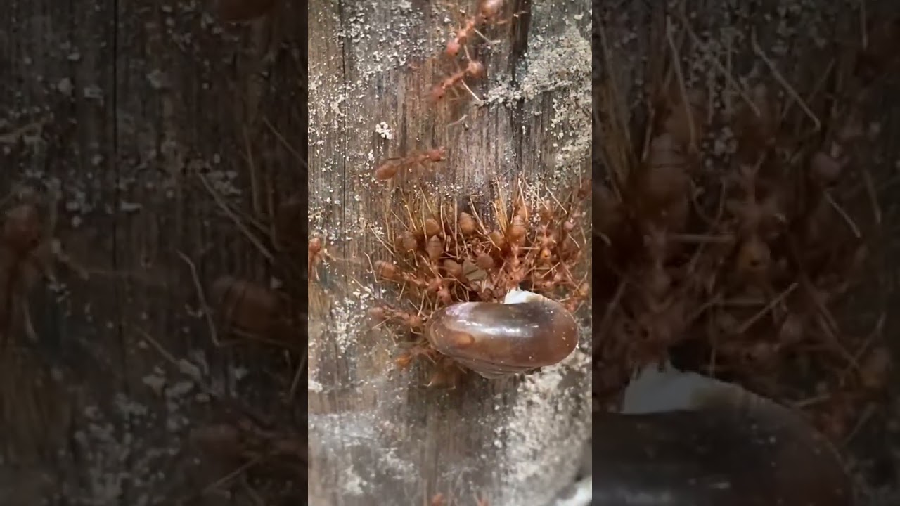 Weaver catching jungle snail