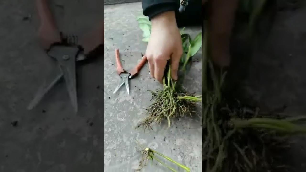 How amazing to grow orchids propagate plant fast and easy #4427