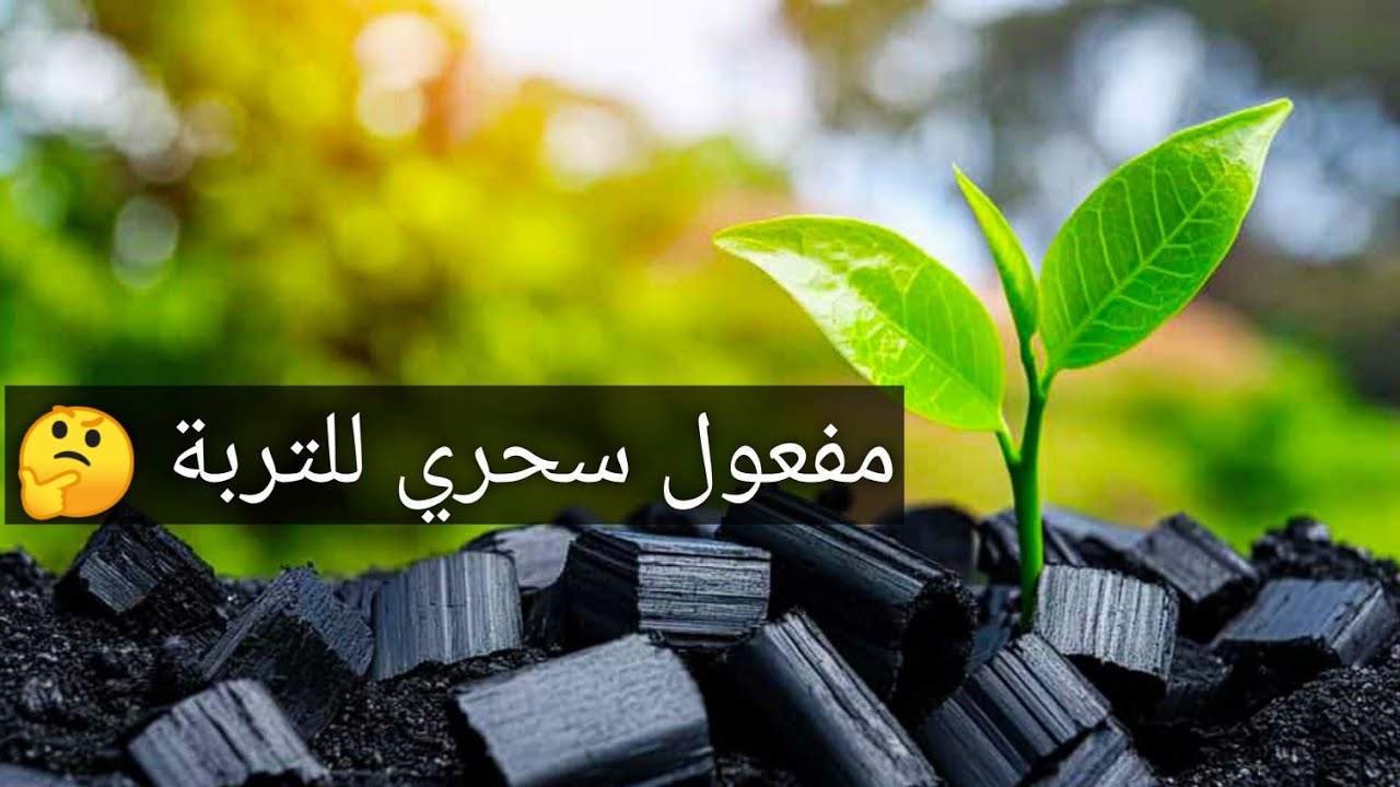 استخدام الفحم الحيوي للنباتات