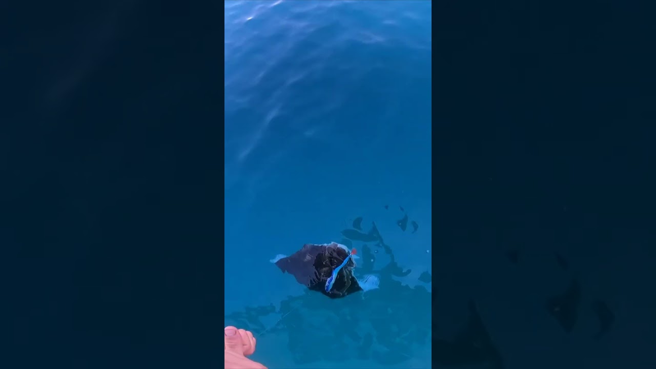 Halibut fishing at Vesterålen. 💪🏽🎣🇳🇴
