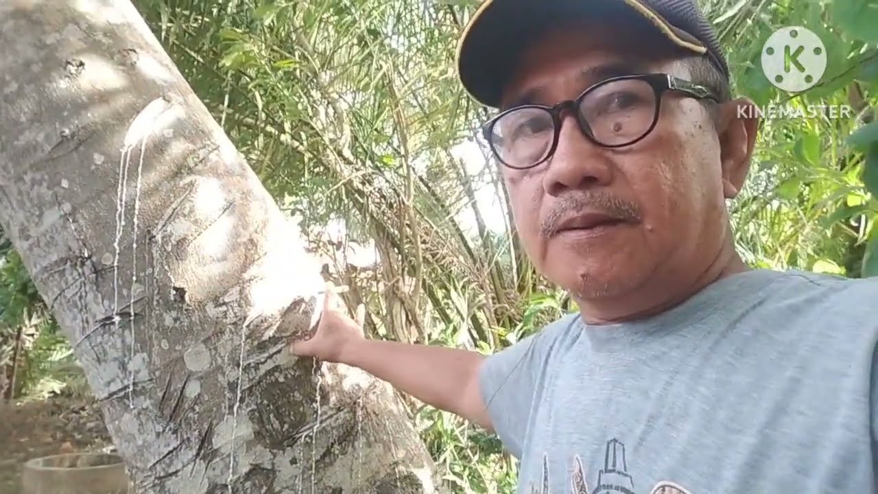 Pembuatan pulut dari getah SUKUN,,MUDAH DAN PRAKTIS HASIL MAKSIMAL