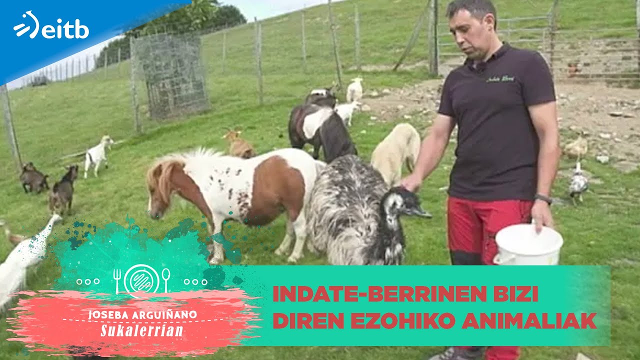 Pottokak, ahariak, behiak, emuak eta alpakak elkarrekin bizi dira Indate-Berrin