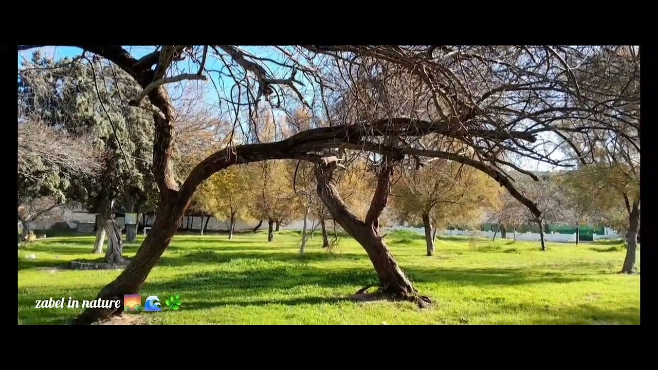 SIĞACIK AKKUM BEACH... Trees struggling to stay upright and the sound of peace 🪾🪾