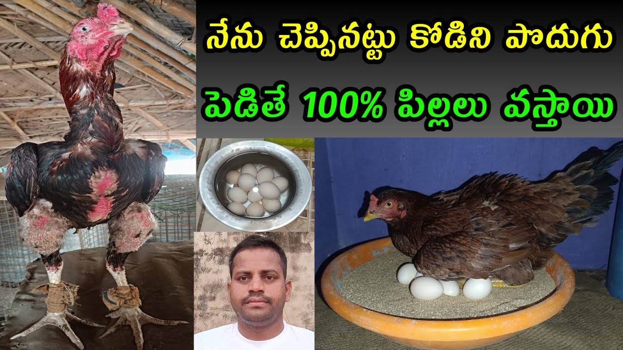 కోడి పొదుగు ఇలా పెడితే 100% పిల్లలు అవుతాయి @rjaseelfarms #hatching #birds #trending #chicken
