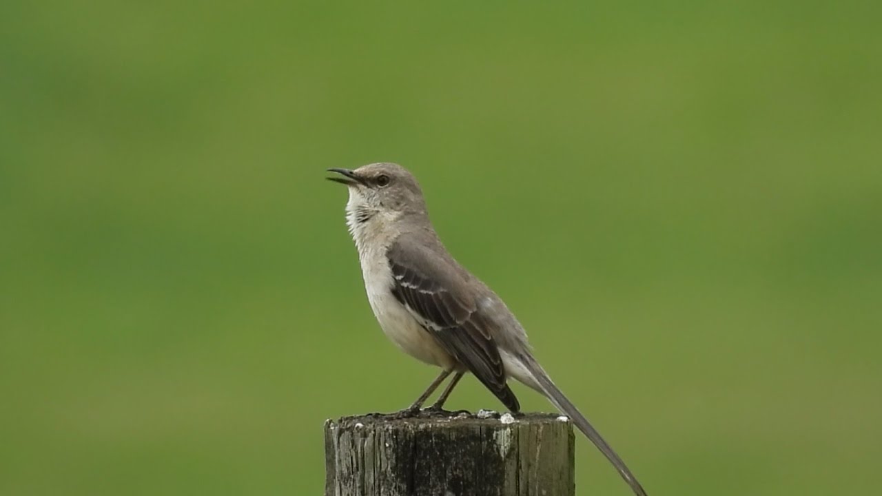 The Master Mimic Mockingbird puffs out his neck like he's playing the Bagpipes!