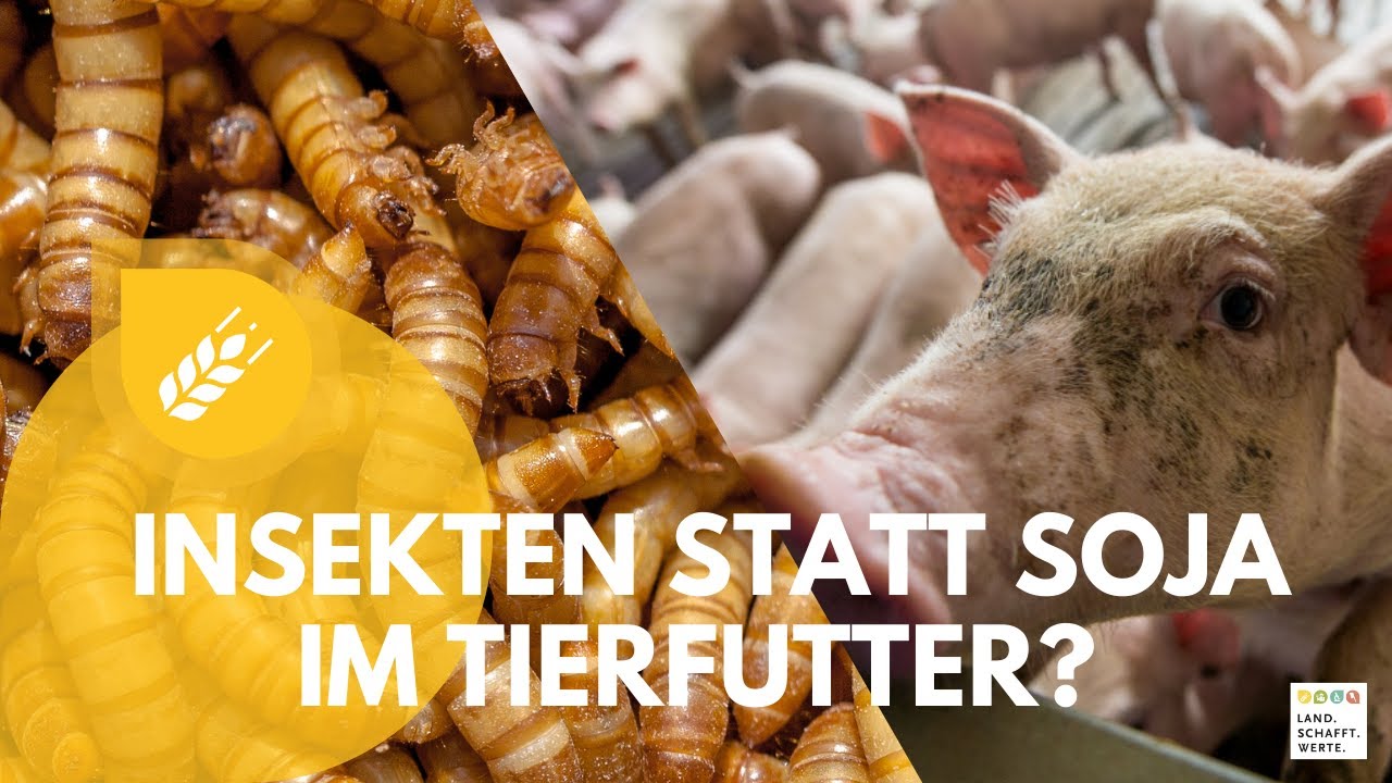 Insekten als nachhaltiges Futtermittel für Nutztiere?!